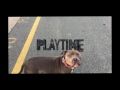 3.5 Year Old Pit Bull, Loko! Pit Bull Dog Trainers | Best Pit Bull Dog Training | Off Leash K9 3.5 Year Old Pit Bull, Loko! Pit Bull Dog Trainers | Best Pit Bull Dog Training | Off Leash K9