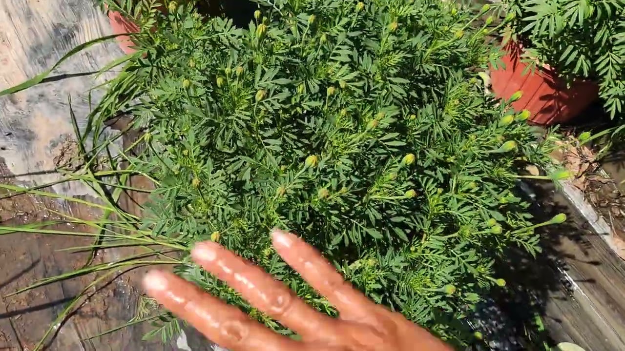 Trồng Hoa Tết 2026.Cập Nhật Tình Hình Bông 22 Tháng Chạp