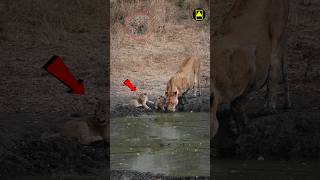 🦁 A Lioness’s Brave Journey 🔥7 Cubs, One Mission: Survival 🌍#shortsfeed#animals#lion