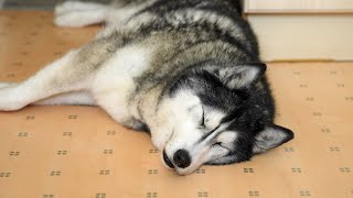 When My Husky Realises Where I Am...