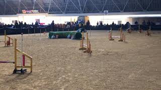 2017 FCI西日本インターナショナルアジリティー競技会　JP2   スパイク