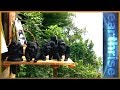 🇺🇬 Mountain Gorillas In Uganda & The Great Seed Bank | Earthrise