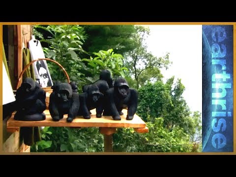 Thumbnail for 🇺🇬 Mountain Gorillas In Uganda & The Great Seed Bank | Earthrise