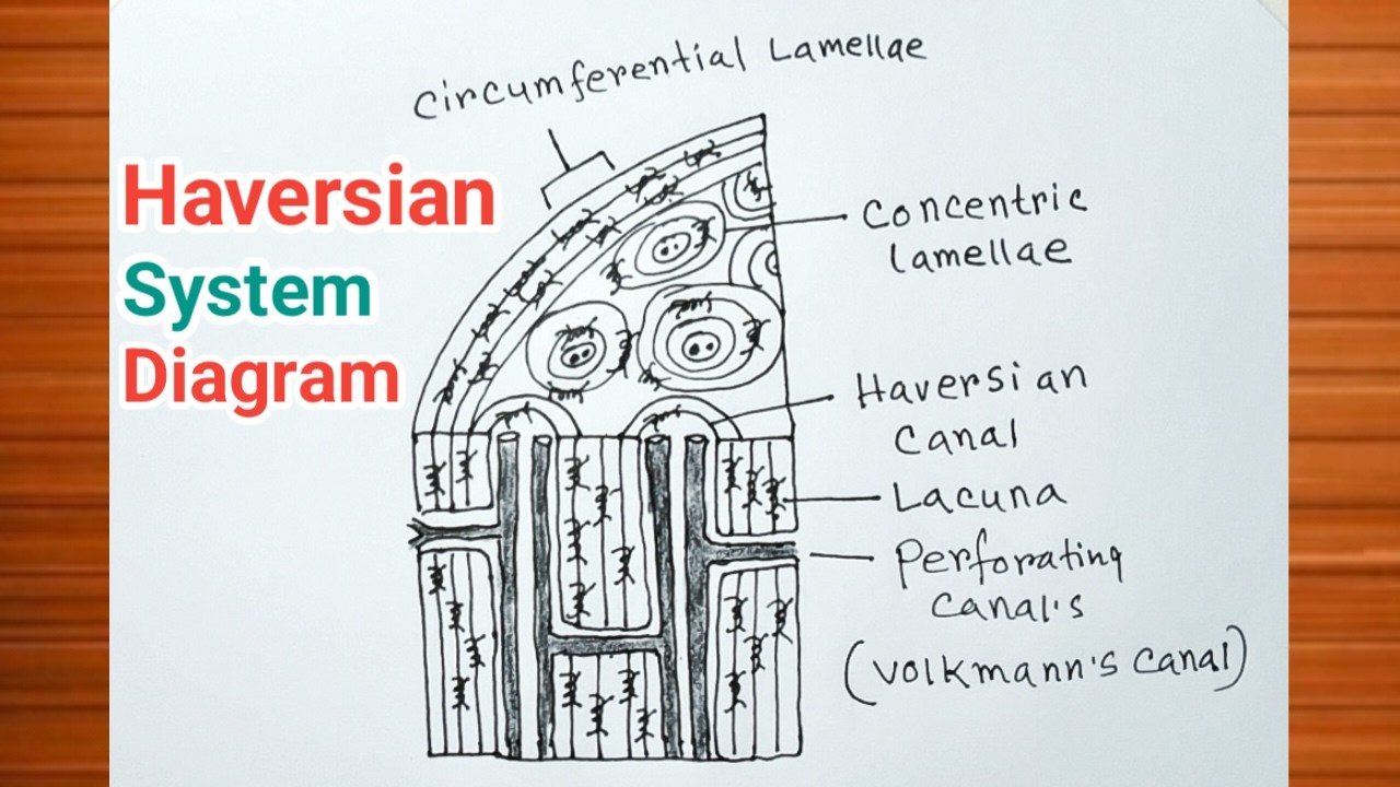 Haversian System.drawing Haversian System Diagram