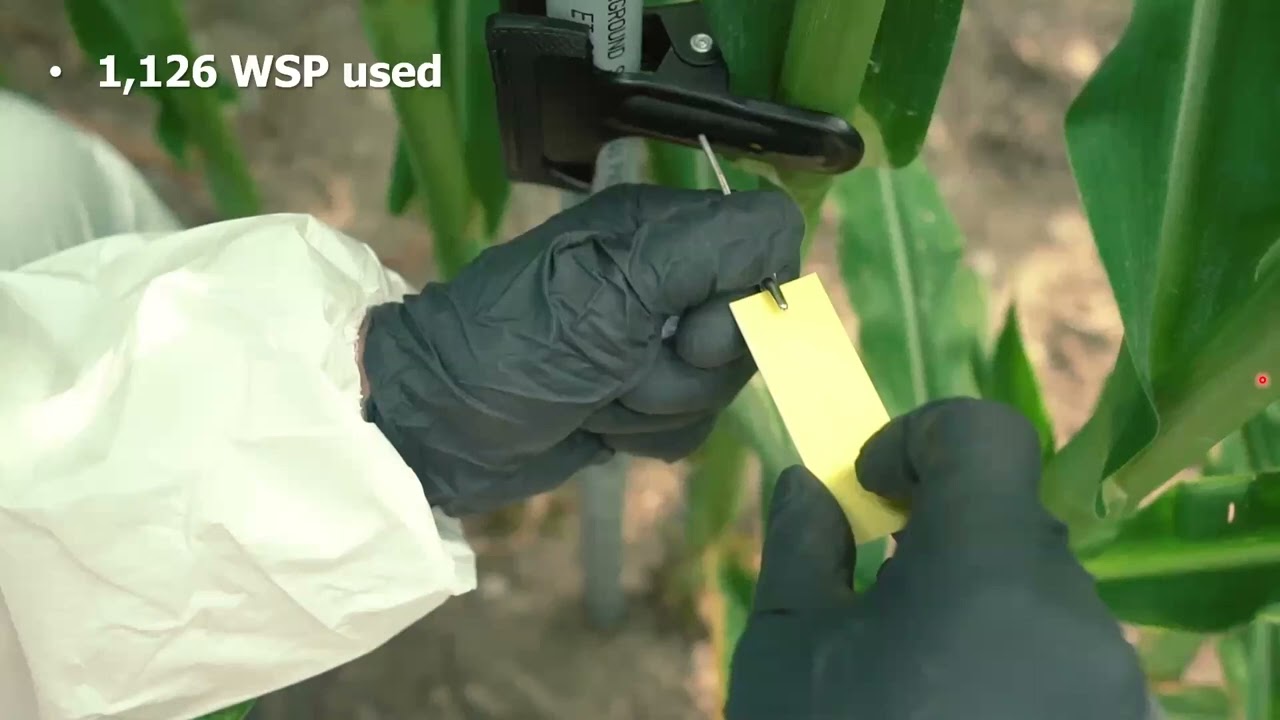 2023 Drone Spraying in Corn