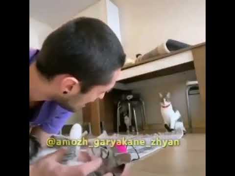 Pişik səsi 6 #cat #kedi #cats #kedisesi