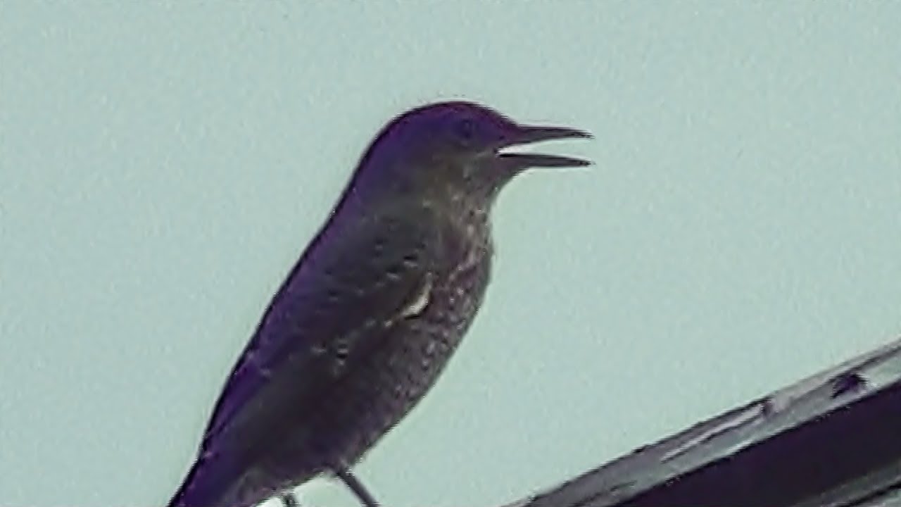 イソヒヨドリの鳴き声 メス 囀り Blue Rock Thrush Youtube