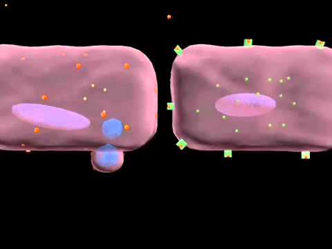 Winter has been too long. It’s time for spring! Let’s look into-interferon system, anti-inflammation