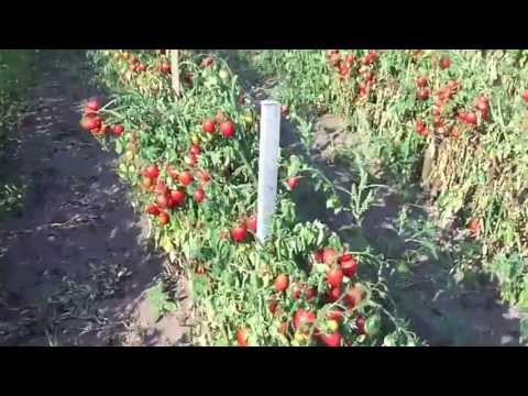 pomodori del piennolo del vesuvio seccagne 25 piantine piantine di pomodori