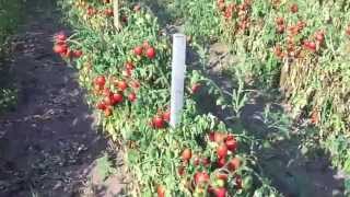 La Coltivazione Del Pomodoro Vesuviano