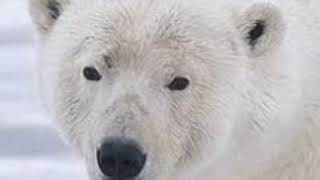 Polar Bear Roar