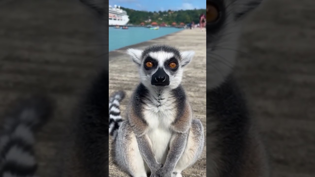 Old King Julian 👑😢