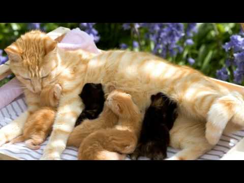 Video: Zašto Mačka Sikće