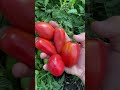 Гном Десперадо (отчаянный) - особенности сорта🍅 #дача #овощи #огород #сад #теплица