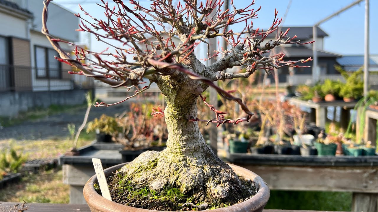 松　盆栽 ③ 盆栽 松 Pinetree Bonsai #156 | Oh! BONSAI