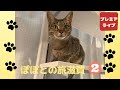ぽぽとの旅滋賀と岐阜(2)【Popo's Journey Shiga and Gifu (2)】