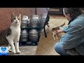 行方不明の猫が発見されたのは自宅から53km離れたパブ。無事自宅に戻ったのだが・・・