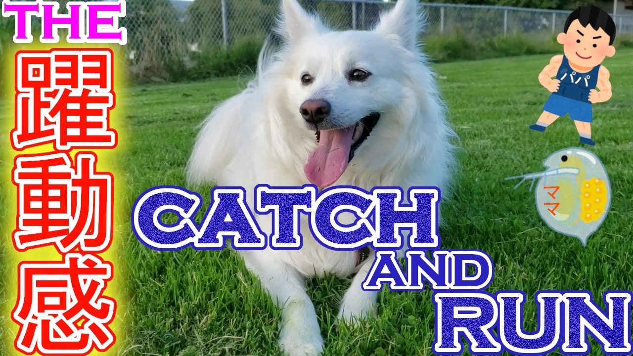 09 11 Pretending Not Looking At アメリカンエスキモードッグ American Eskimo Dog Youtube