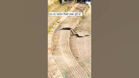 #mahadevstatus #mahadev #bholenath #bholenathstatus #mahakal #shambhu #shiv #shankar #shorts #status