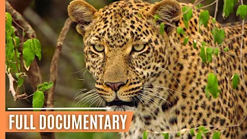 Life in the Serengeti: The Leopardess - Queen of the Savanna | Full Documentary