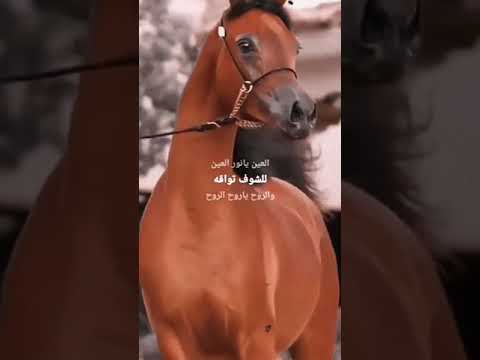 العين يانور العين لشوف تواقه