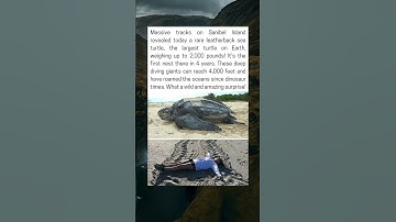 Giant Leatherback Turtle Leaves Rare Nest on Sanibel Beach