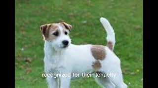 Jack Russell Terrier by AFFINITYX#allaboutanimals# 80 views 6 months ago 44 seconds