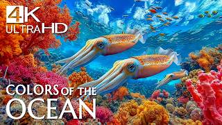 The Most Beautiful Tropical Fish in 4K 🐠 Stunning Coral Reefs with Gentle Music for Deep Sleep screenshot 2