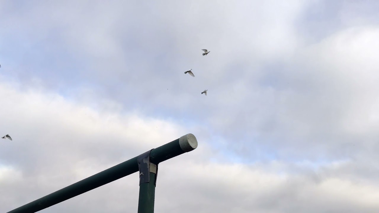 Die Kunst Flug Tauben fliegen wieder