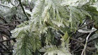 Potpori Yuksel Ozsu Ve Grubu