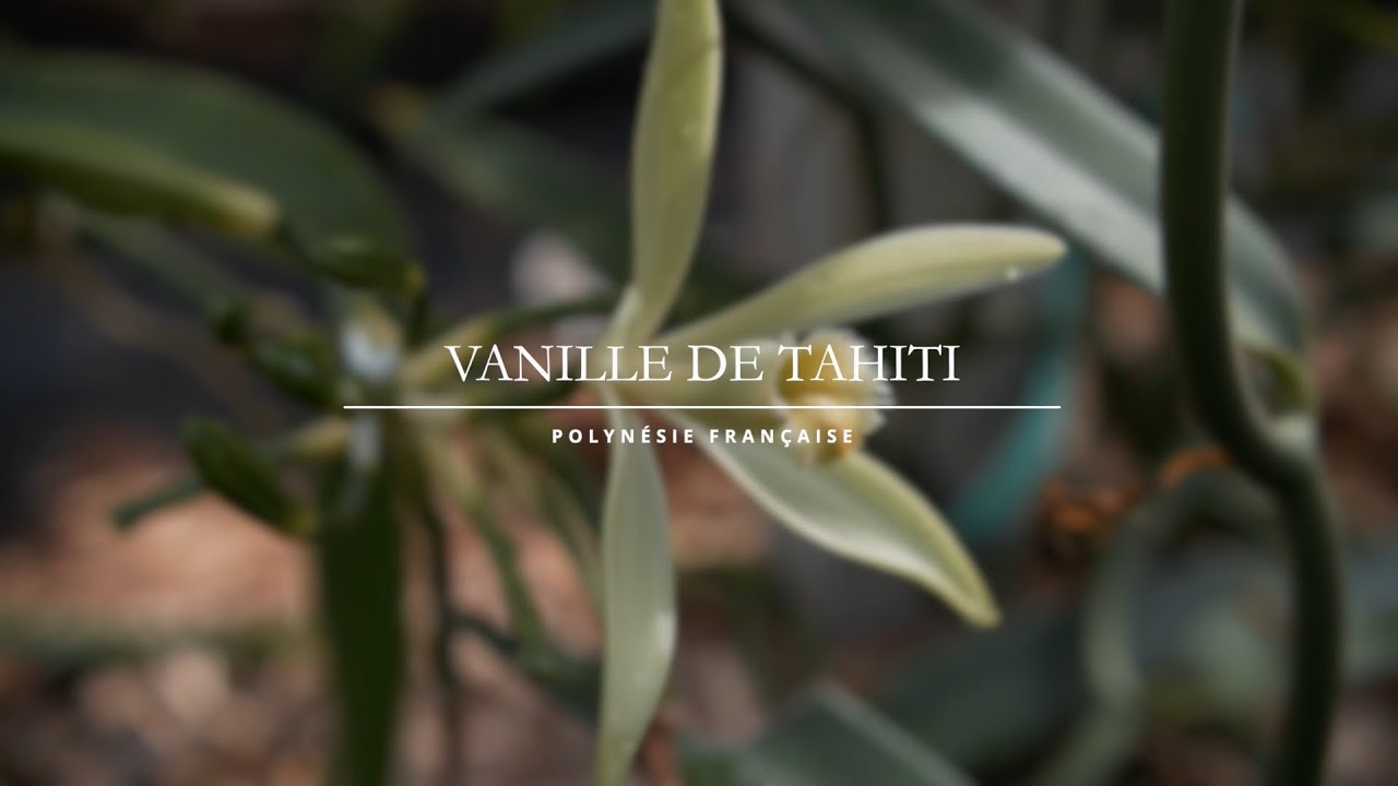 The Tahitian Vanilla