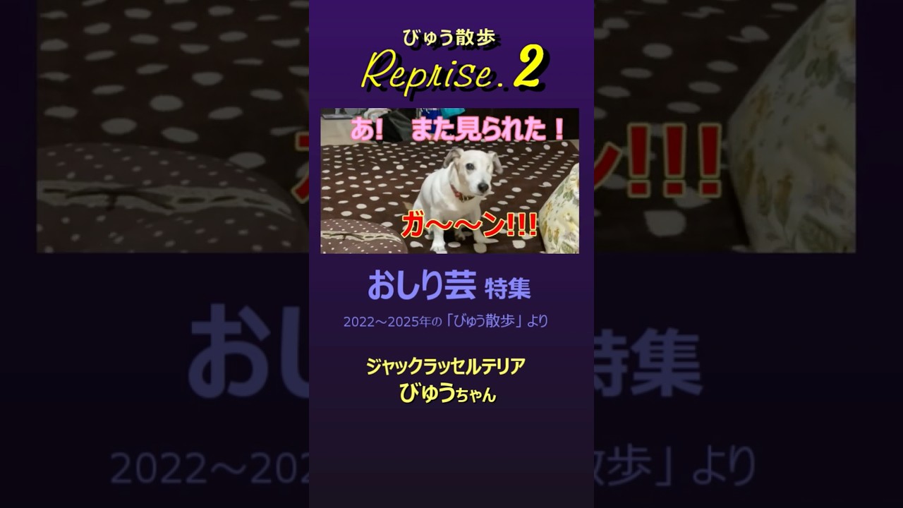 びゅう散歩 -リプライズ2「お尻芸特集」　　#jackrussellterrier #ジャックラッセルテリア#ジャックラッセル