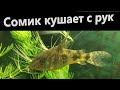 Сомик кушает с рук