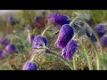 А на пороге, нежная весна... В музыке С. Чекалина "Дальние страны".