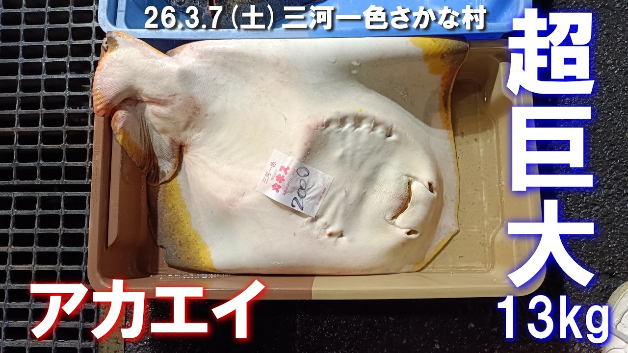 【超巨大】13kgのアカエイ
