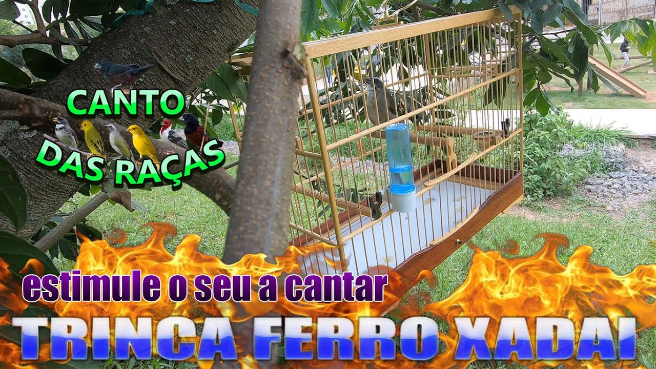 Canto De Chuva De Trinca Ferro Gbbfsp1iu3trwm