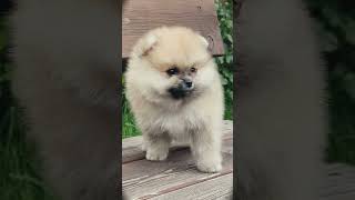 cute 🥰🥰 puppy #animal