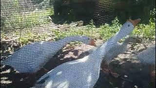 SUARA ANGSA PUTIH MARAH MARAH(SOANG)