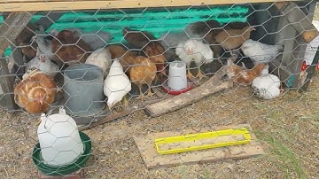 Raising a Sustainable Meat Chicken Flock: 6.5 Week Update - Have We Found Our Favorite Breed?