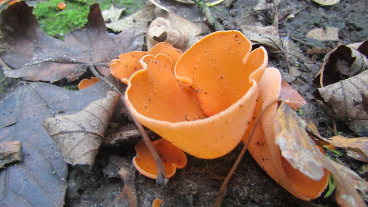 Onder de huid van het bos – Paddenstoelen en zwammen in De Cellen, Oostkamp