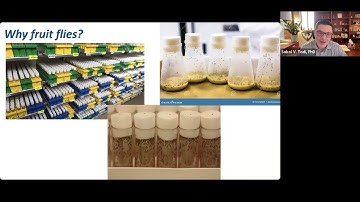 Ataxia Research Explained: Fruit Fly Models