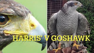 FALCONRY: Harris Hawk versus Goshawk, a brief comparison