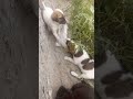 #cute #cute ❤️❤️ #dogs ❤️❤️#masti krte hue....🤌❤️❤️