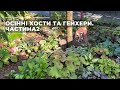 Осінні хости та гейхери. Частина2