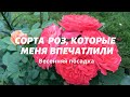 Rose//Сорта роз, которые меня впечатлили//Varieties of roses that impressed me