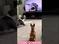 COMIC DOG#shorts