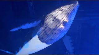 Bordeaux | Les Landais de Gojira enflamment l'Arkéa Arena avec un show surpuissant #metal #concert Bordeaux | Les Landais de Gojira enflamment l'Arkéa Arena avec un show surpuissant #metal #concert