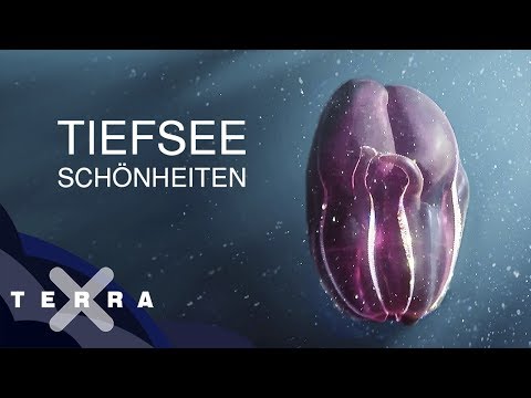 Video: Seespinne - ein mysteriöser Bewohner der Tiefe