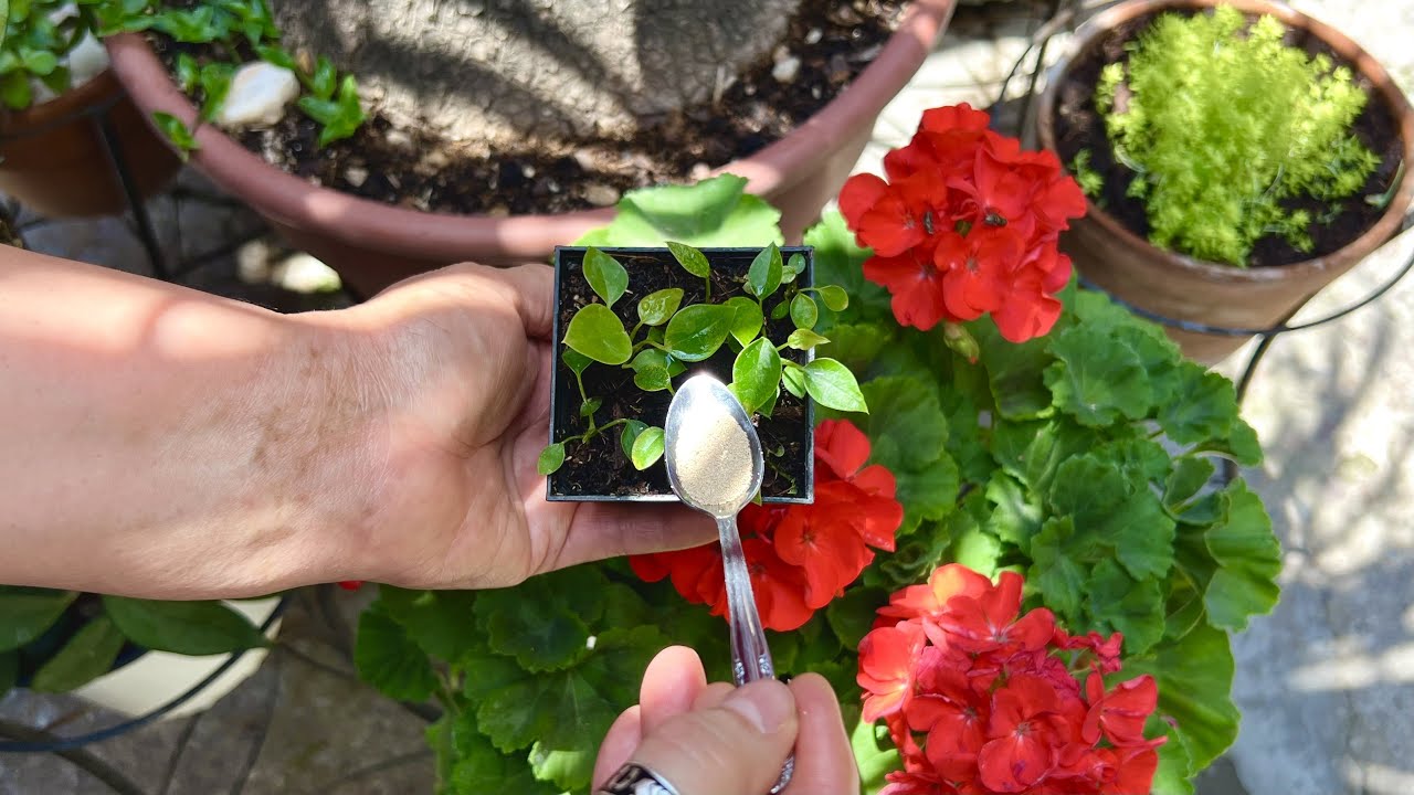 Esta hormona 🌱 es un tesoro 🗝️ para las plantas 🌷