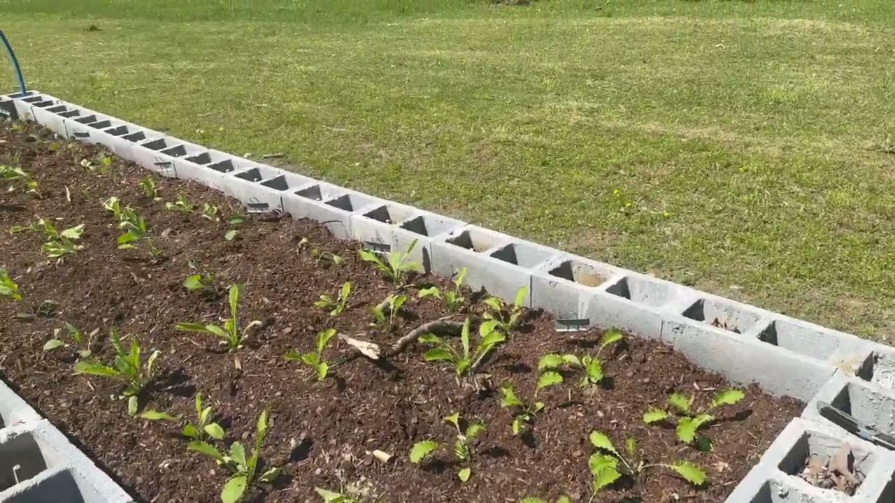 Large Concrete Block Raised Garden Bed Has been Filled!!